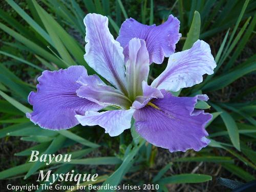 Bayou Mystique (0)